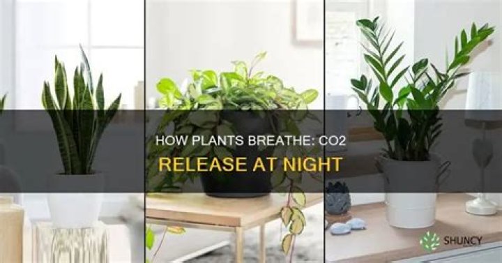 Do plants emit co2 at night
