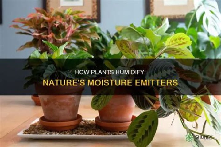 Do plants give off moisture