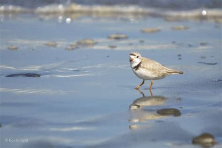 Do plovers have webbed feet