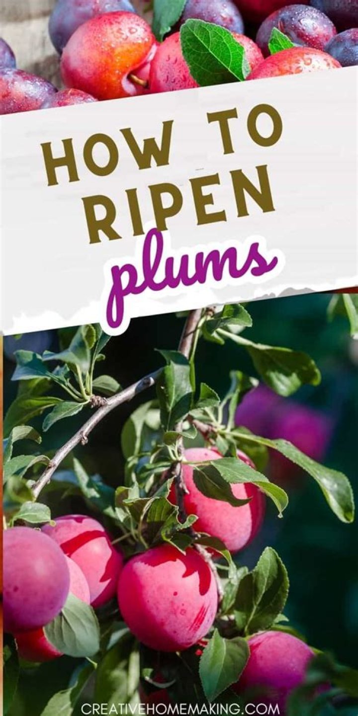 Do plums ripen off the vine
