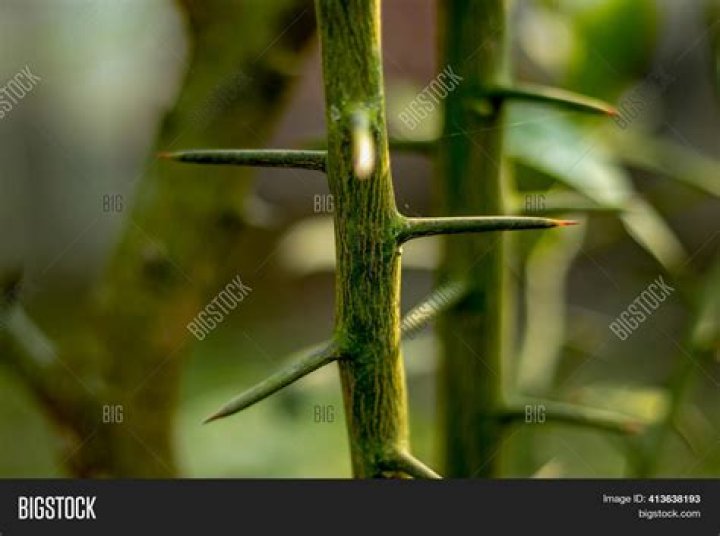 Do pomelo trees have thorns