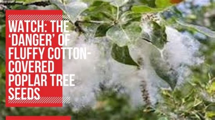 Do poplar trees shed cotton