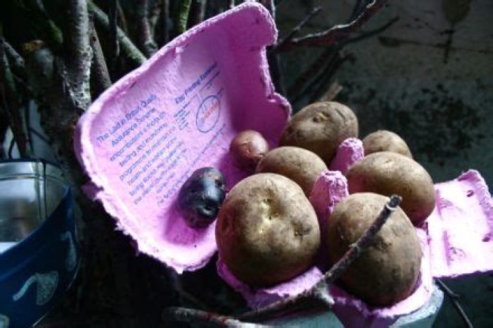 Do potatoes cross pollinate