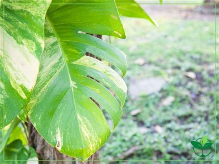 Do pothos leaves split