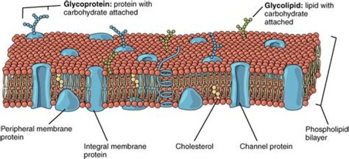 Do proteins bind to lipids