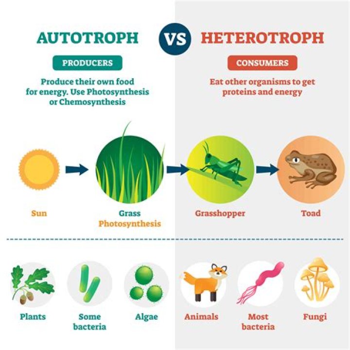 Do protists have autotrophs