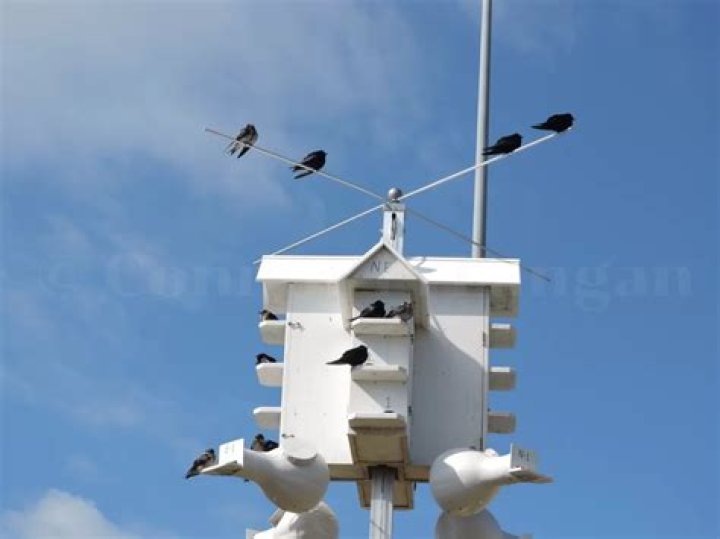 Do purple martins eat flies