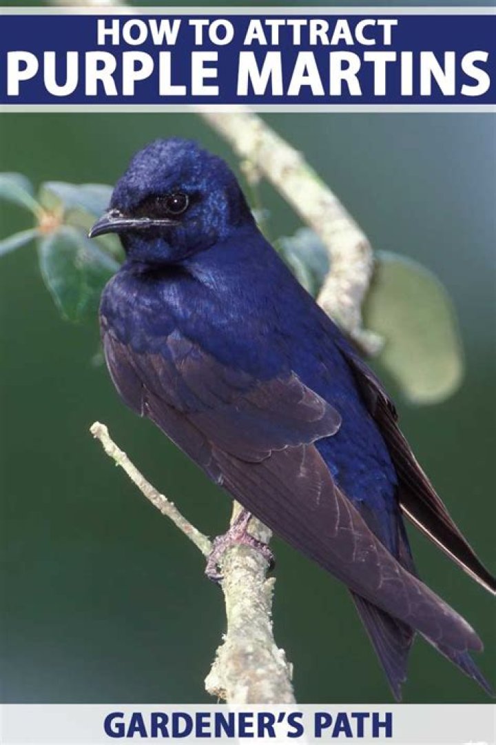 Do purple martins eat seeds