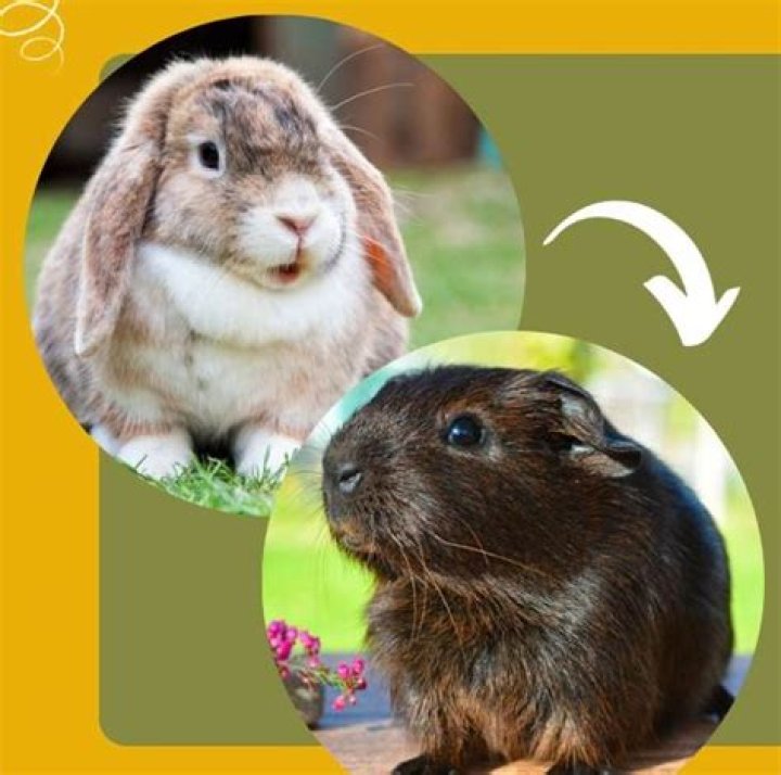 Do rabbits kill guinea pigs