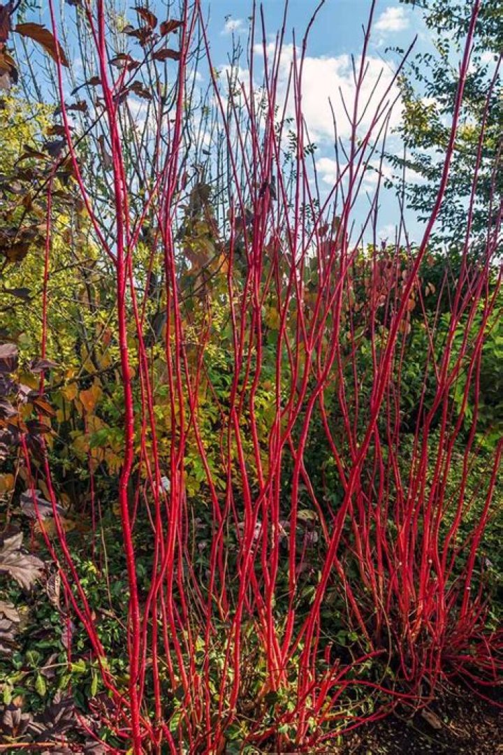 Do red twig dogwoods spread