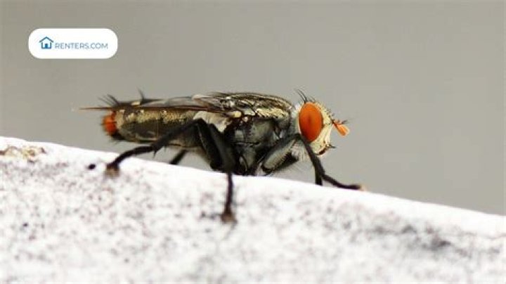 Do regular house flies bite