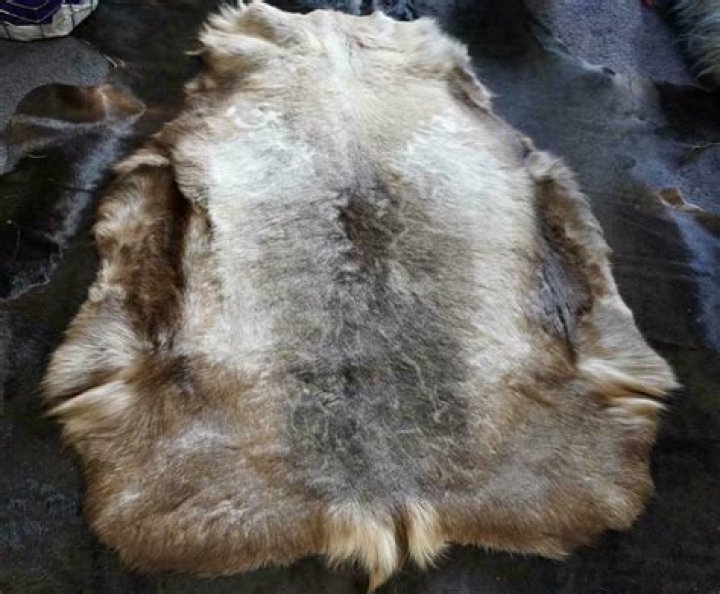 Do reindeer hides shed hair