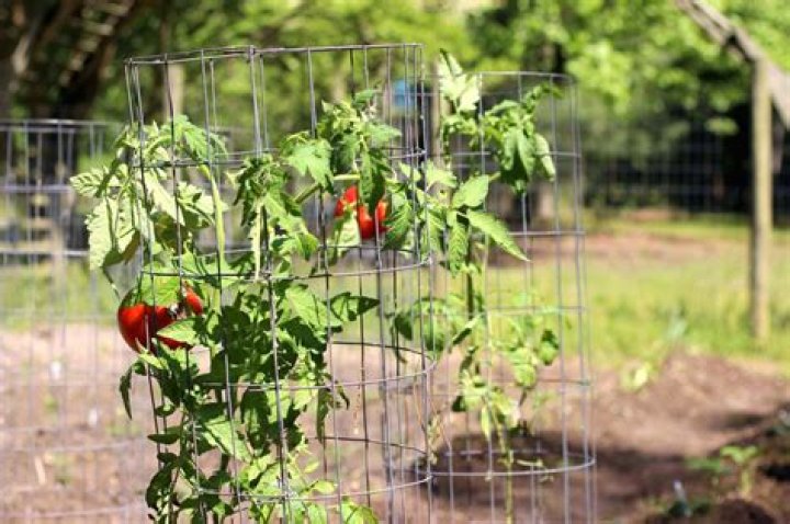 Do Roma tomatoes need cages