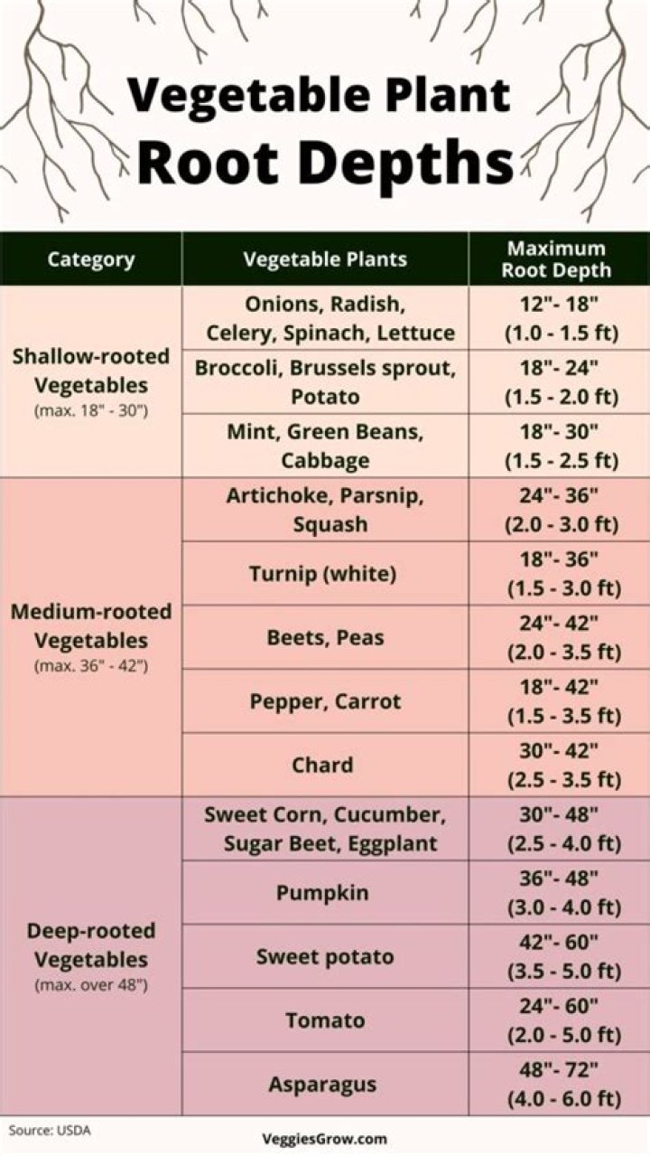 Do Root Vegetables need sun