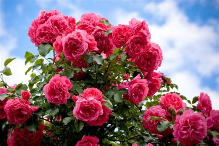 Do roses bloom in September