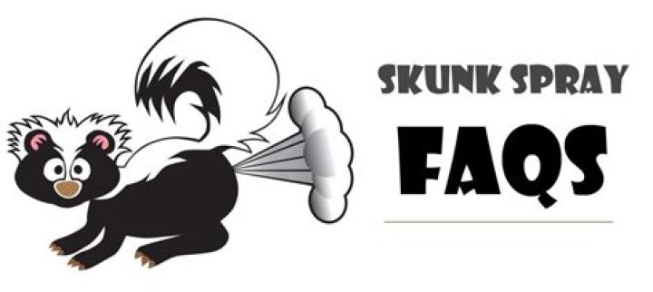 Do skunks spray facing you