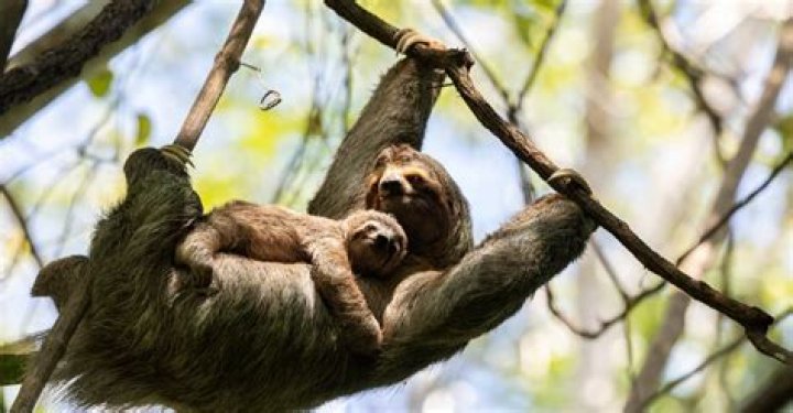 Do sloths do a potty dance
