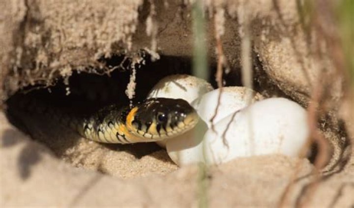Do snakes lay eggs in mulch