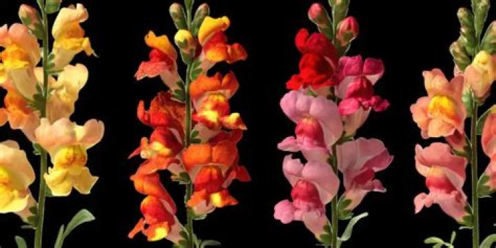 Do snapdragons change color
