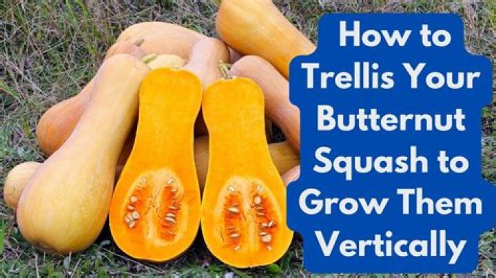 Do squash need trellis