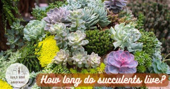 Do succulents last forever