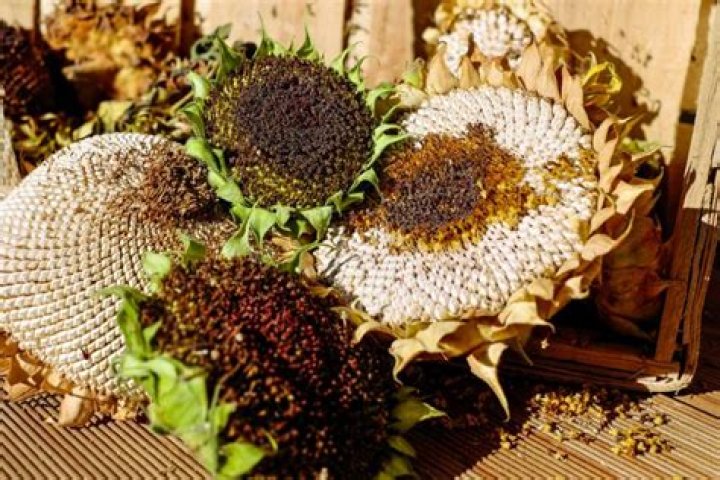 Do sunflowers spread easily