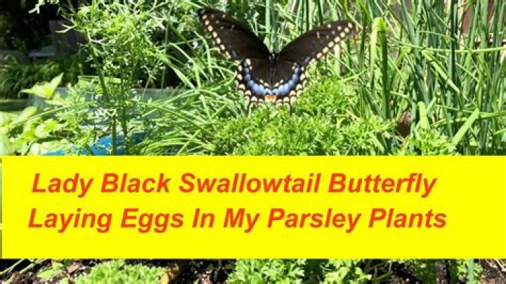 Do swallowtail butterflies eat parsley