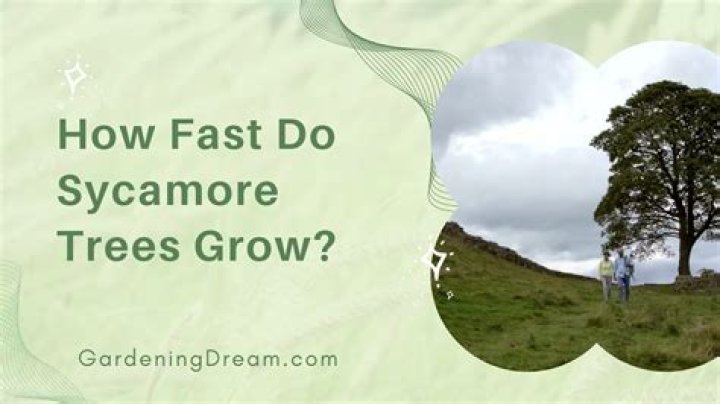 Do sycamore trees grow fast