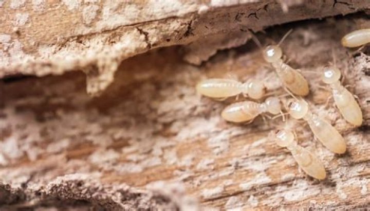 Do termites eat tree stumps