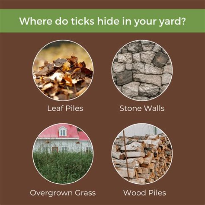 Do Ticks hide in wood chips