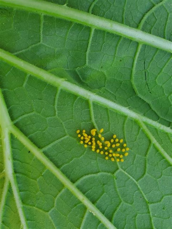 Do ticks lay eggs on leaves