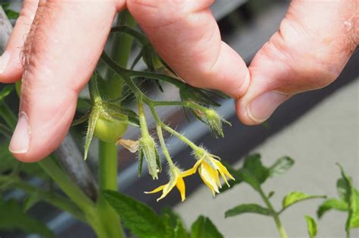 Do tomatoes cross pollinate