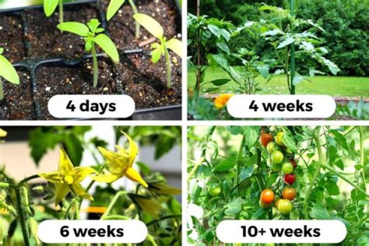 Do tomatoes grow back