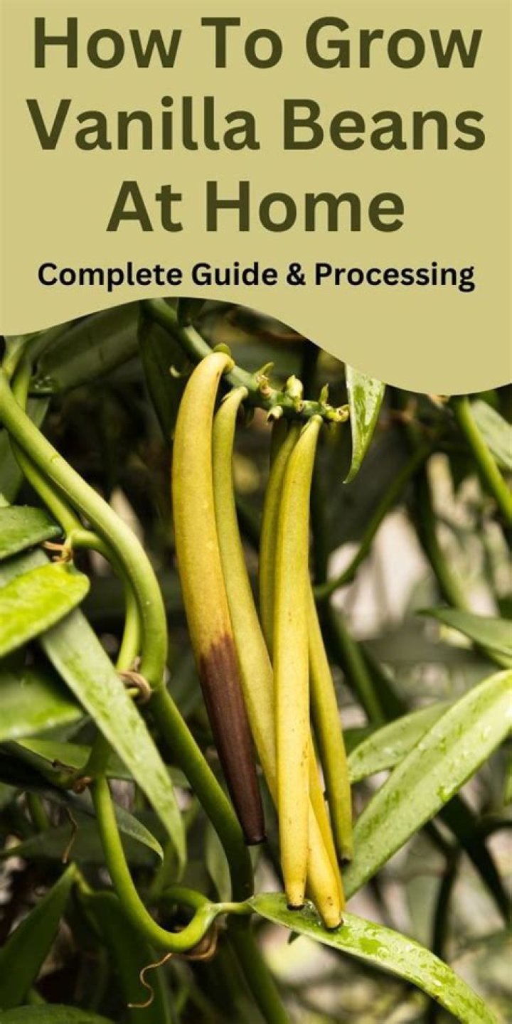 Do vanilla beans have seeds