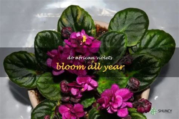 Do violets bloom every year