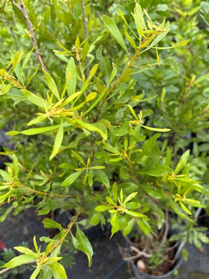 Do wax myrtles drop leaves