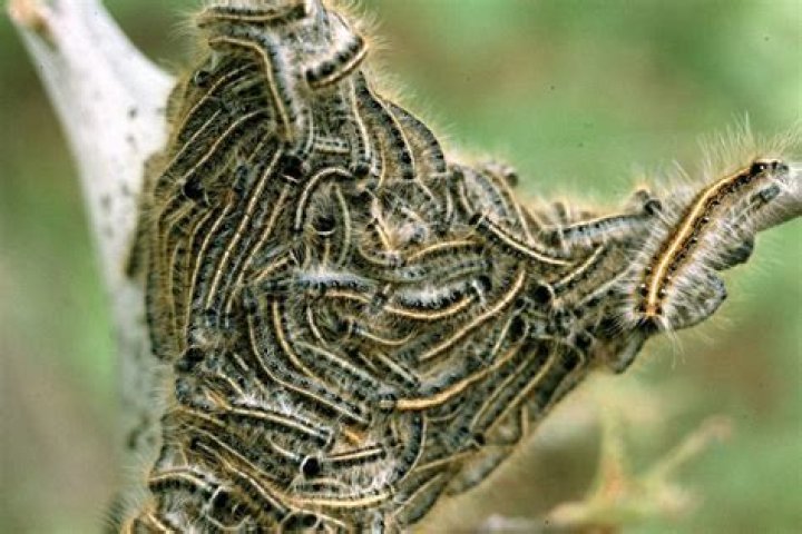Do webworms turn into moths