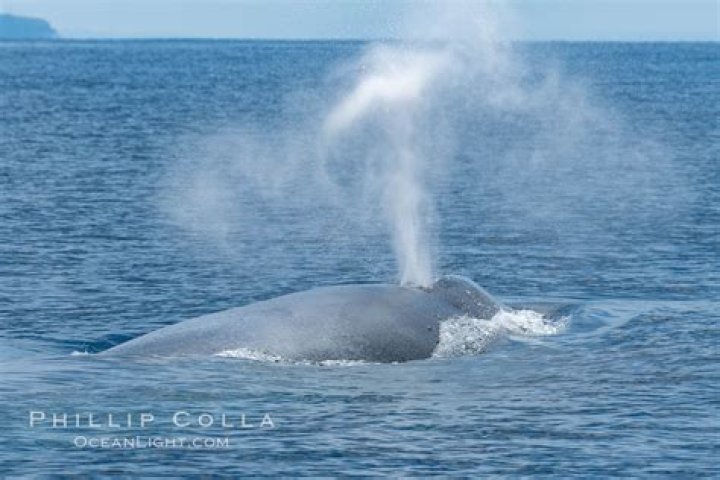 Do whales blow water out their spout