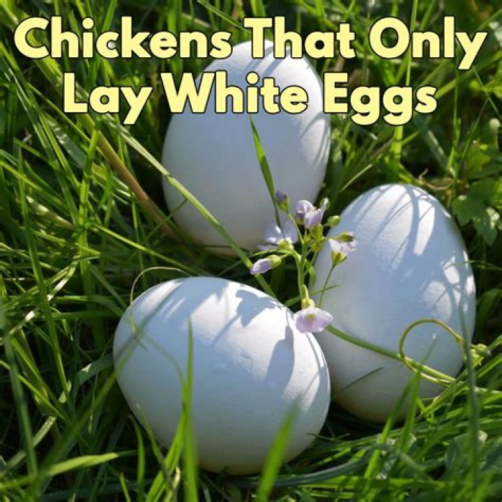 Do white chickens lay white eggs only