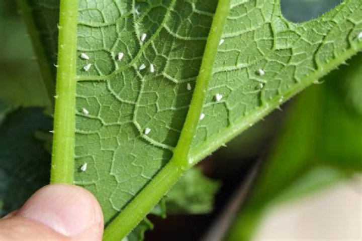 Do whiteflies live in grass