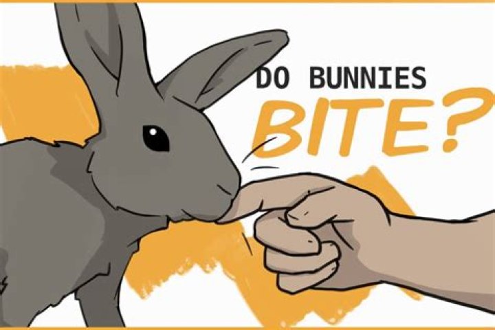 Do wild bunnies bite humans