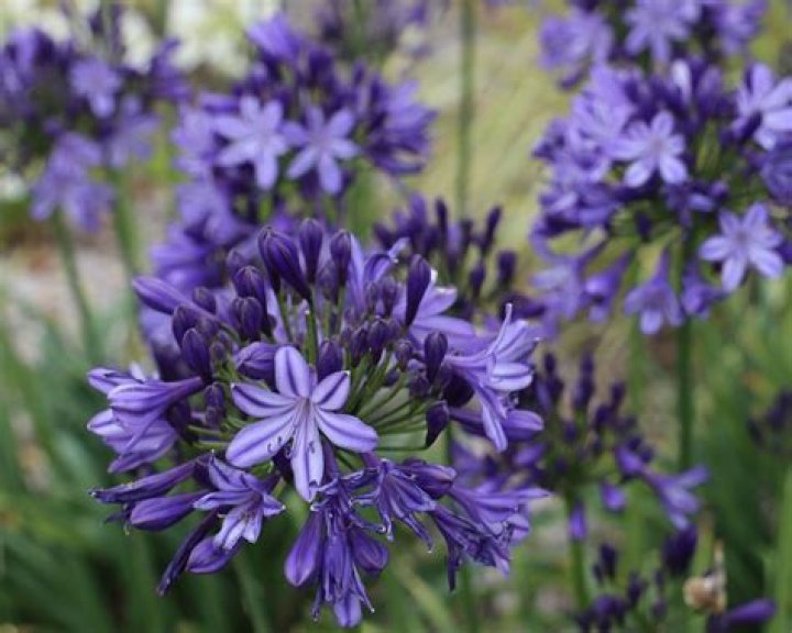 Do you cut back Gayfeather