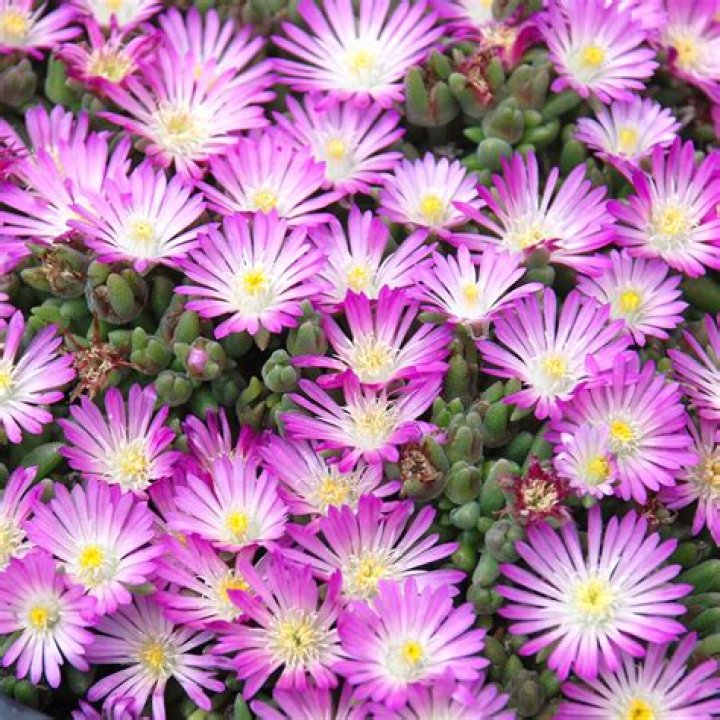 Do you deadhead delosperma