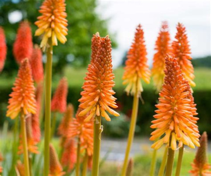 Do you prune red hot pokers