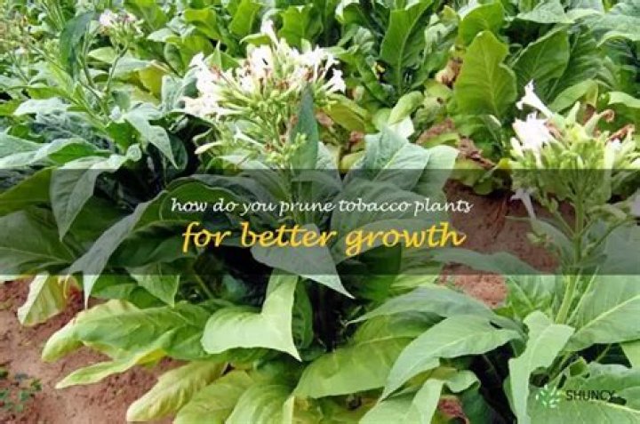 Do you prune tobacco plants