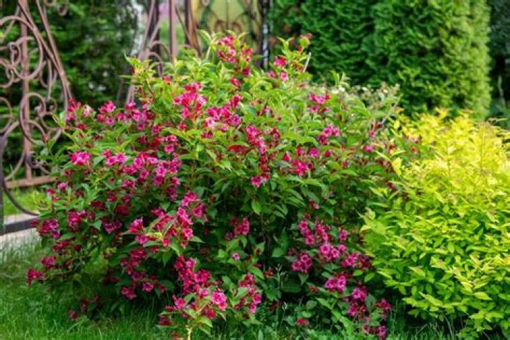 Do you prune weigela shrubs