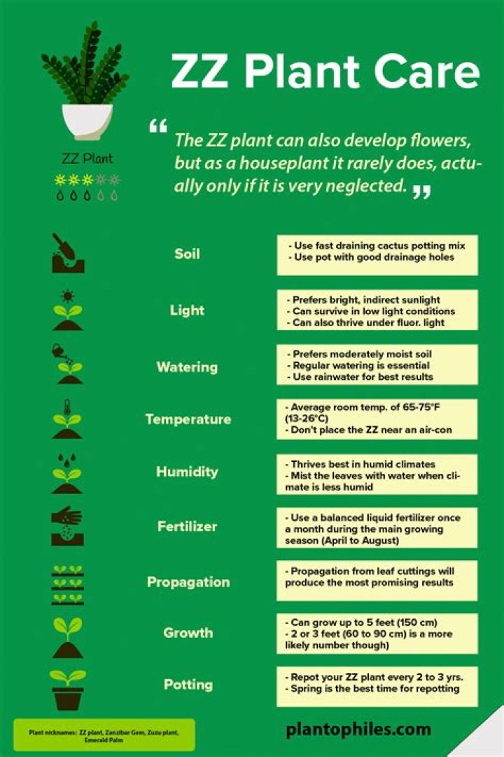 Do ZZ plants clean the air