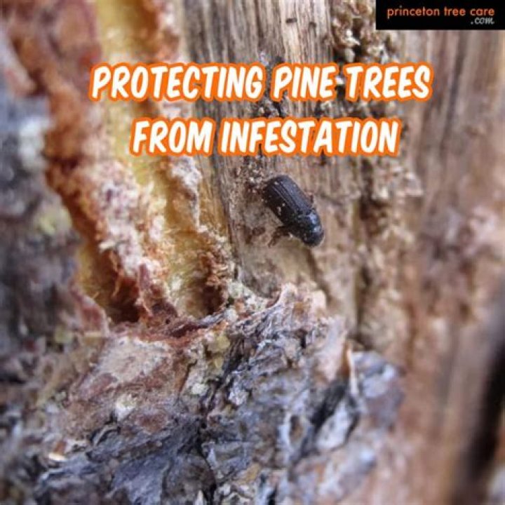 Does 2,4-D harm pine trees