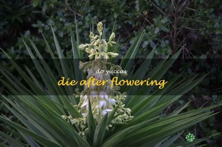 Does a Yucca die after flowering