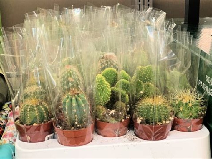 Does Aldi sell house plants